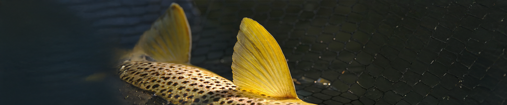 Univers Mouche-7wz6082pmksp