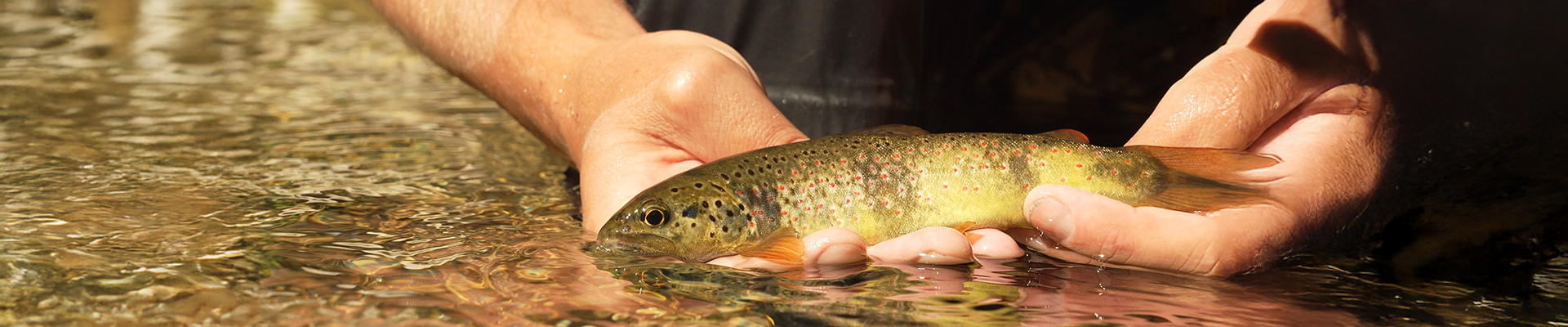 Ver a soie-jfc60vx34lo7